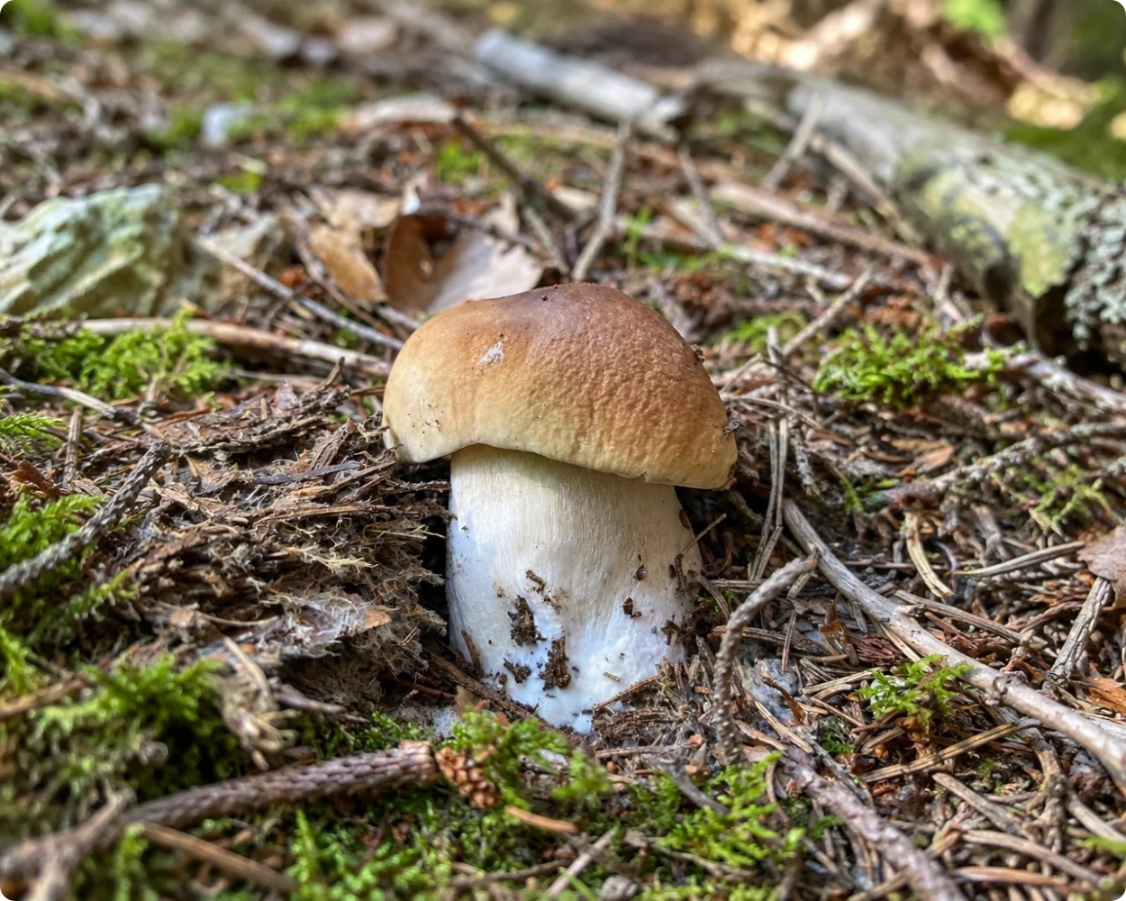 Pilz-wald-atemhaus