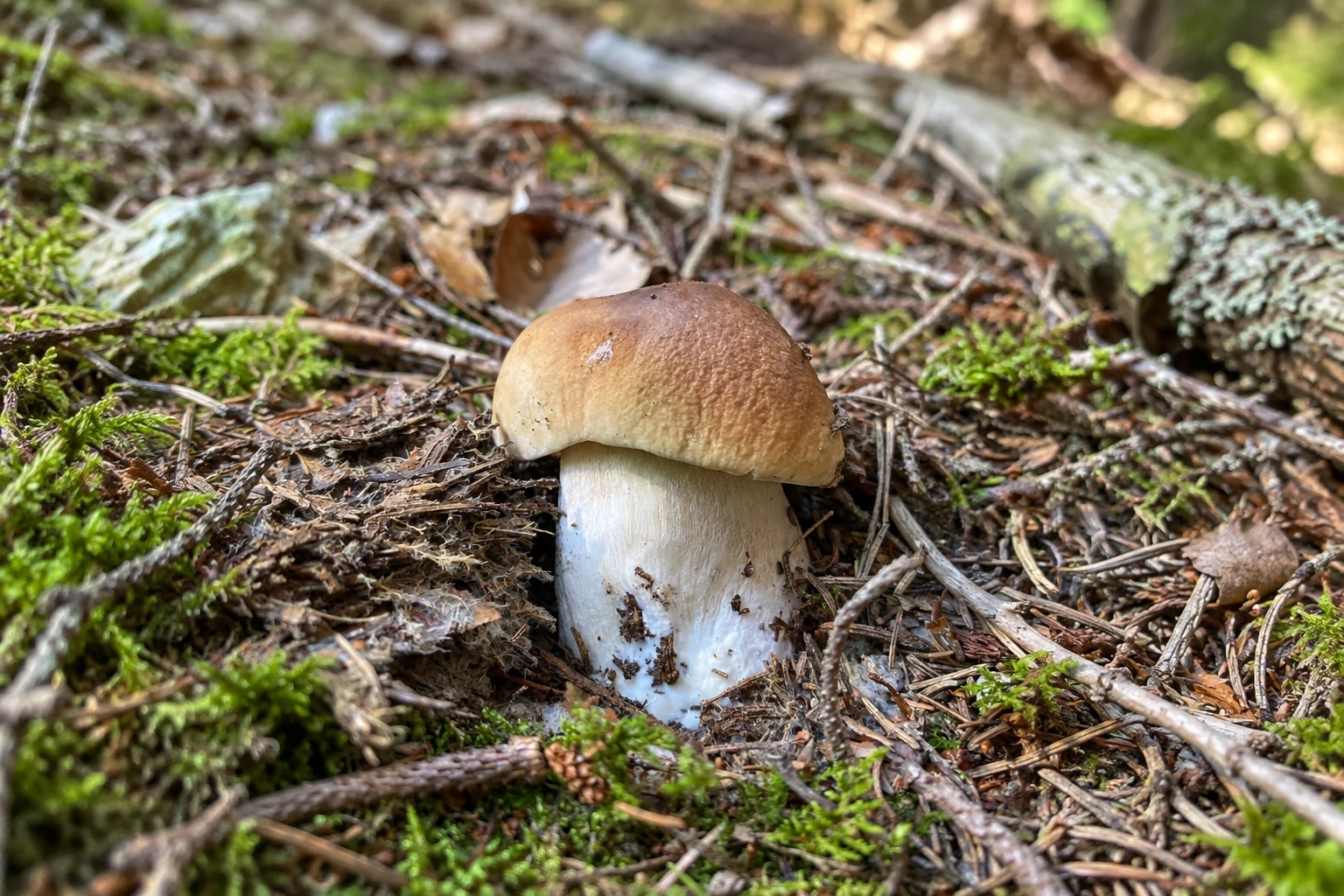 natur-wald-atemhaus-hubertushof