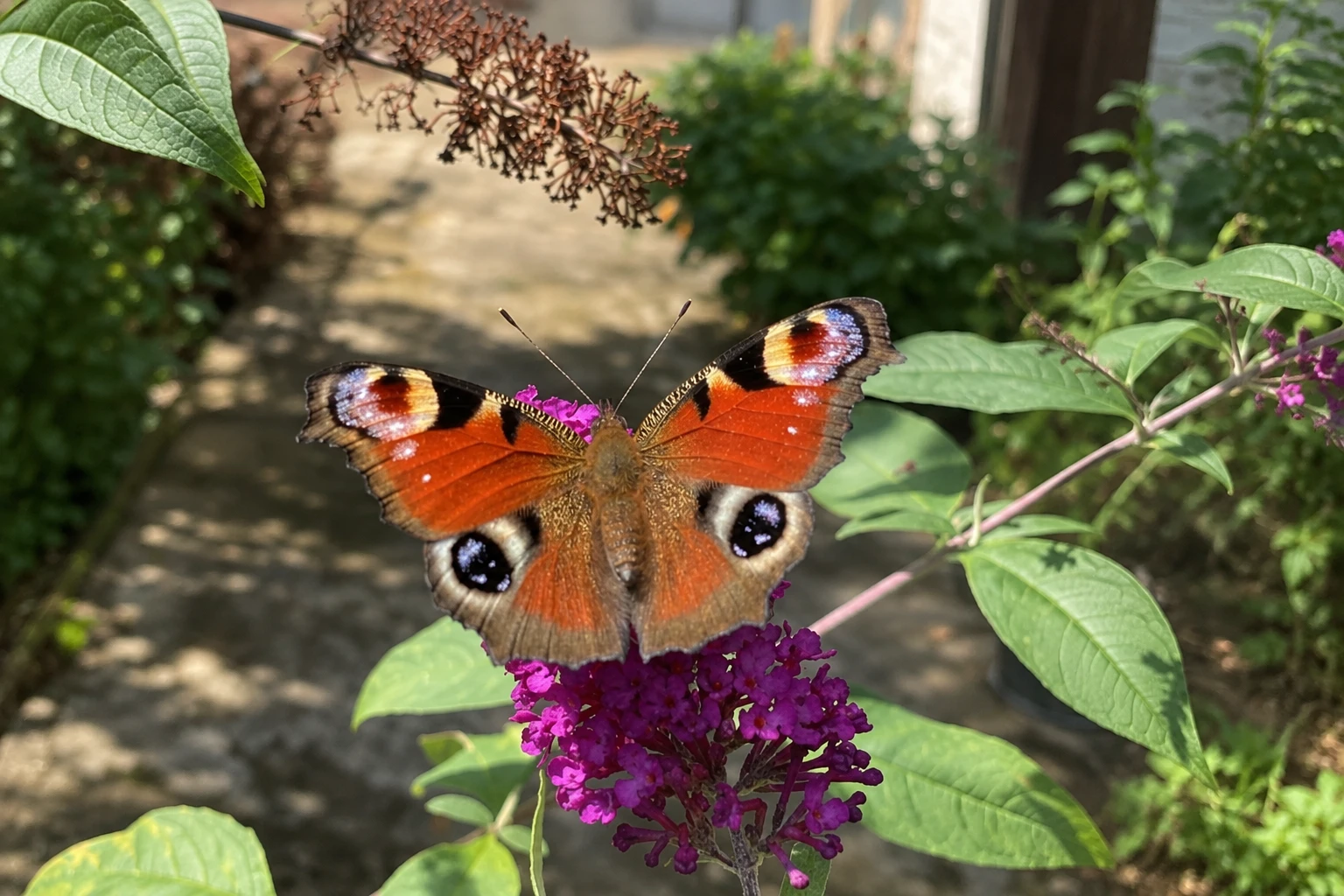 schmetterling-atemhaus-hubertushof