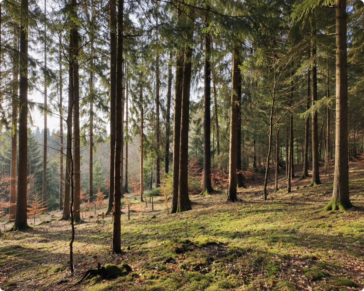 wald-atemhaus-seminarort-immenreuth