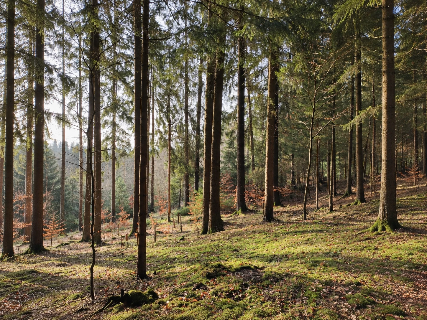 wald-atemhaus-seminarort
